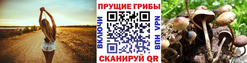 Псилоцибиновые грибы GOLDEN TEACHER  Купить где  Игра 